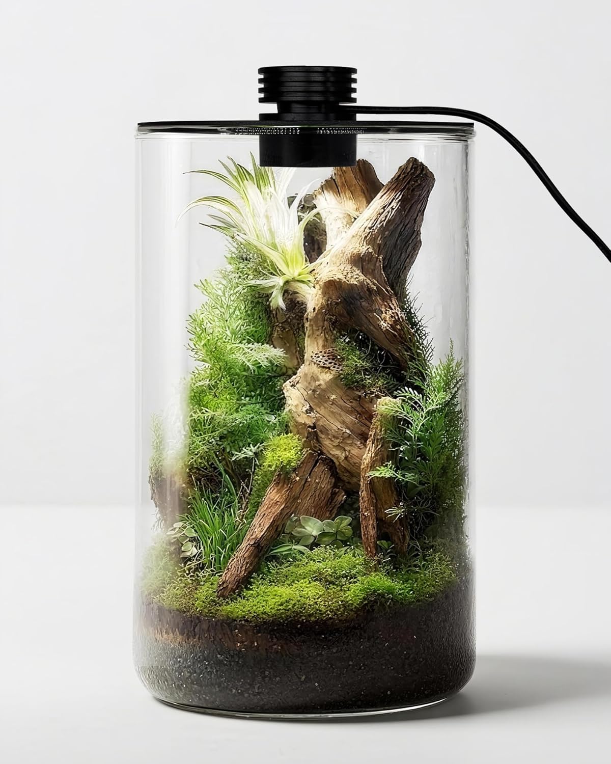 Indoor Glass Terrarium with Gr - Home Office Lamp ulasan dan harga