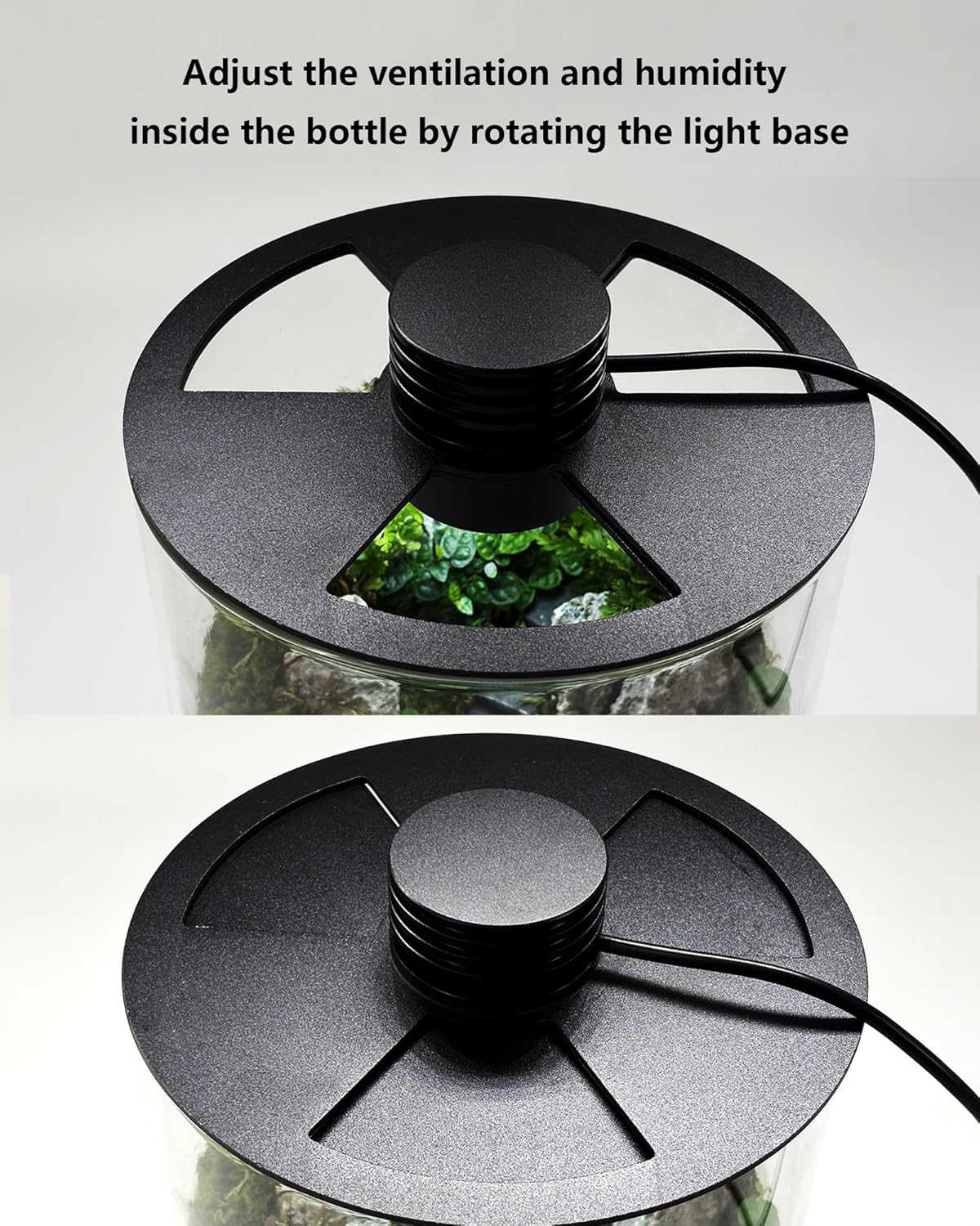 Indoor Glass Terrarium with Gr - Home Office Lamp ulasan dan harga